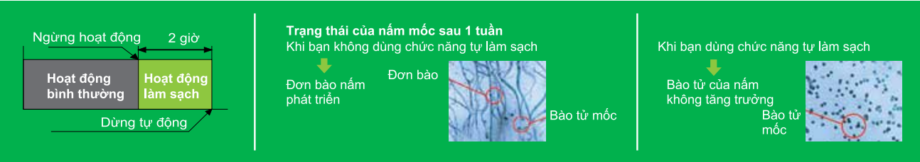Hoạt động tự làm sạch